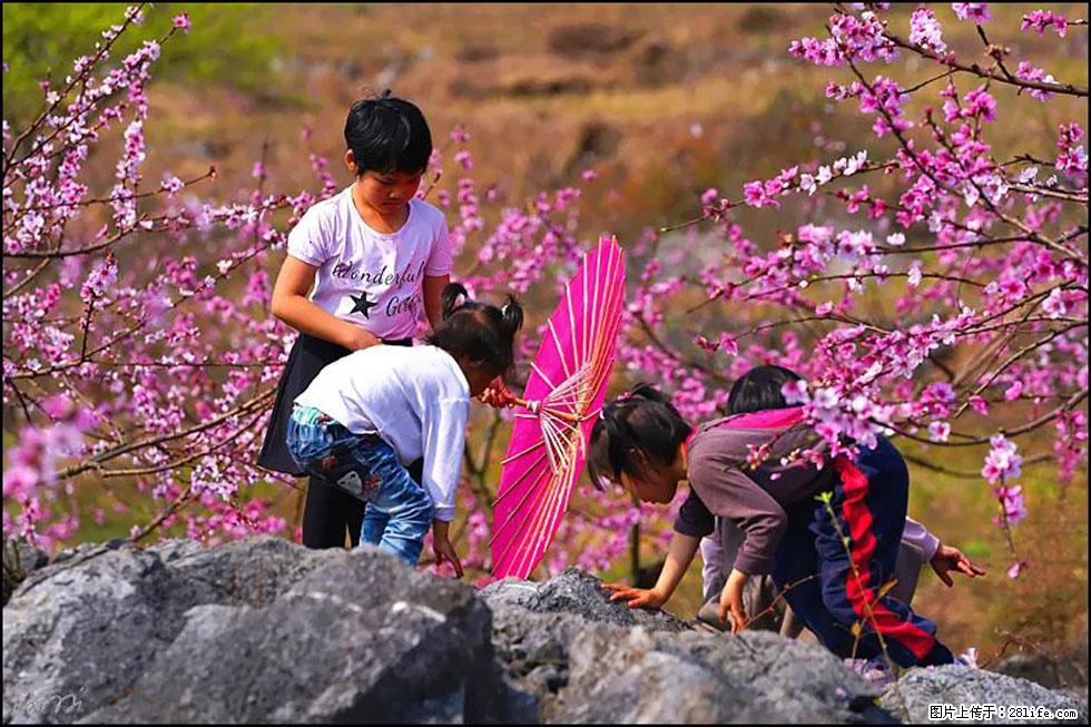 【春天,广西桂林灌阳县向您发出邀请!】望月岭上桃花开 - 游山玩水 - 杭州生活社区 - 杭州28生活网 hz.28life.com