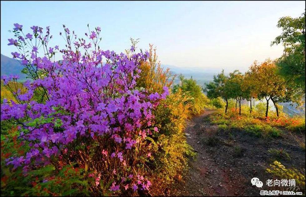 【春天,广西桂林灌阳县向您发出邀请!】登麒麟山,相约映山红 - 游山玩水 - 杭州生活社区 - 杭州28生活网 hz.28life.com
