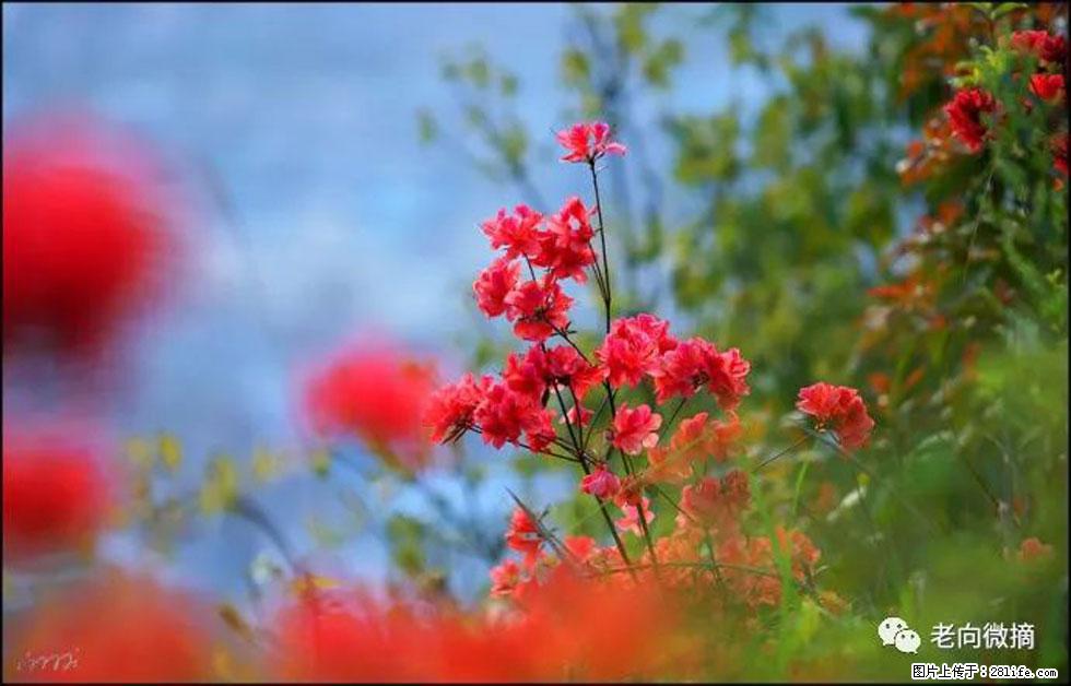 【春天,广西桂林灌阳县向您发出邀请!】登麒麟山,相约映山红 - 游山玩水 - 杭州生活社区 - 杭州28生活网 hz.28life.com