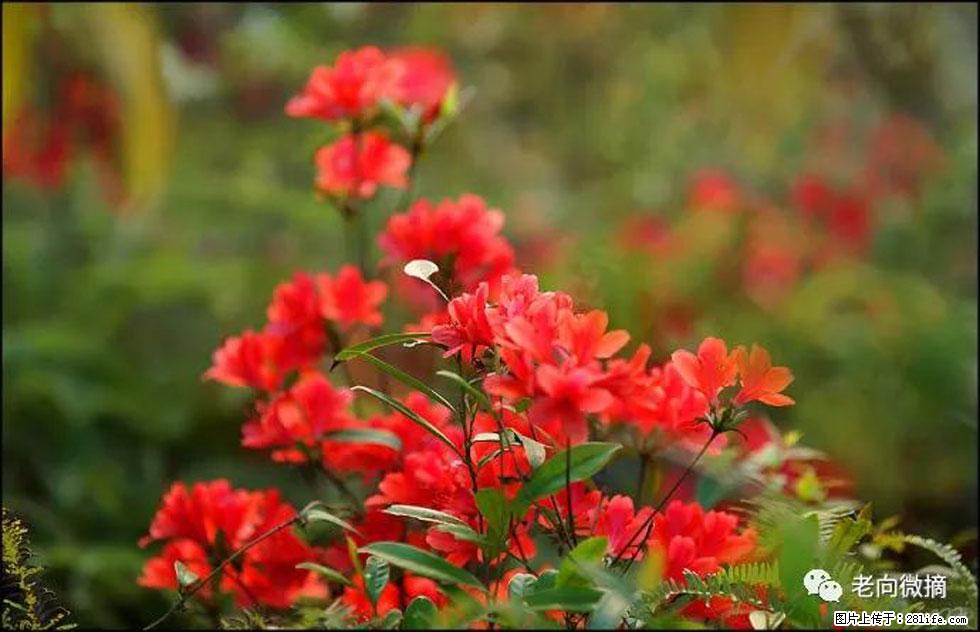 【春天,广西桂林灌阳县向您发出邀请!】登麒麟山,相约映山红 - 游山玩水 - 杭州生活社区 - 杭州28生活网 hz.28life.com