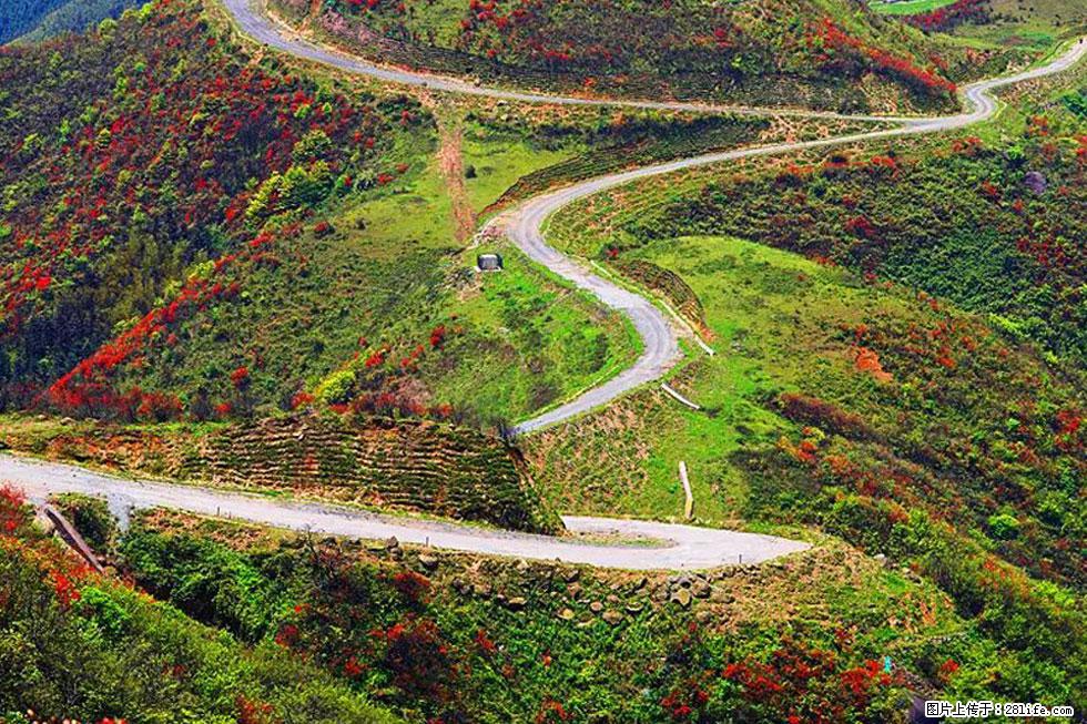 【春天,广西桂林灌阳县向您发出邀请!】春木界上映山红 - 游山玩水 - 杭州生活社区 - 杭州28生活网 hz.28life.com