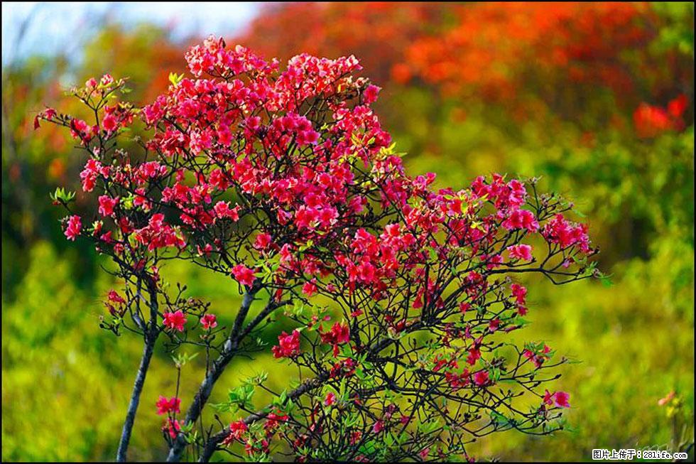【春天,广西桂林灌阳县向您发出邀请!】春木界上映山红 - 游山玩水 - 杭州生活社区 - 杭州28生活网 hz.28life.com