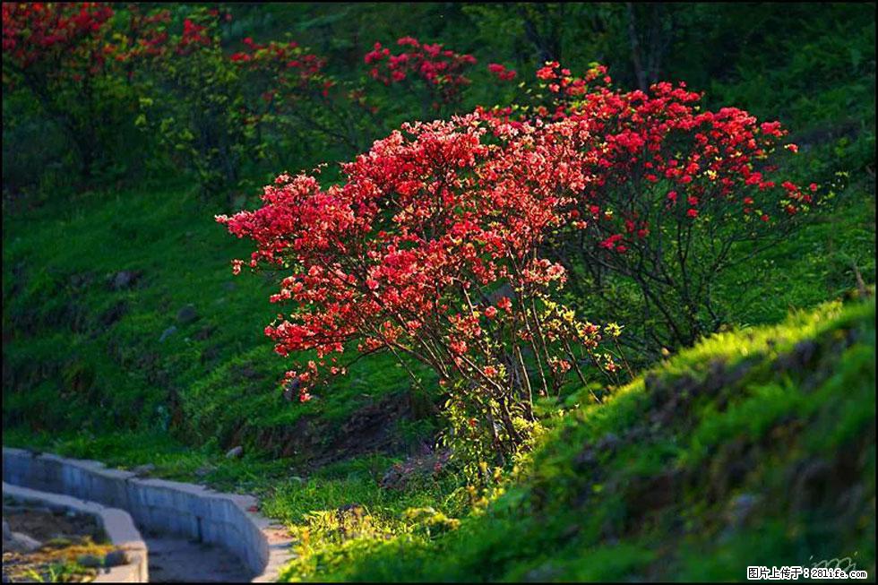 【春天,广西桂林灌阳县向您发出邀请!】春木界上映山红 - 游山玩水 - 杭州生活社区 - 杭州28生活网 hz.28life.com