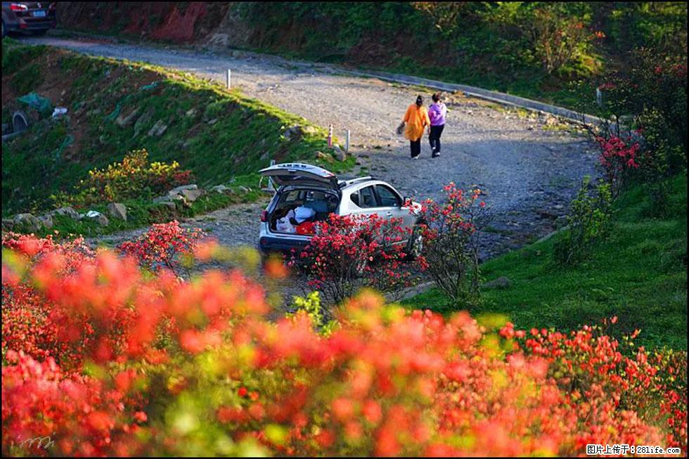 【春天,广西桂林灌阳县向您发出邀请!】春木界上映山红 - 游山玩水 - 杭州生活社区 - 杭州28生活网 hz.28life.com
