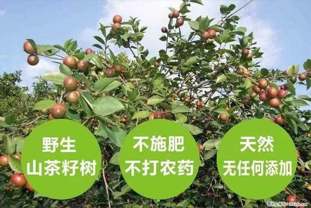 【灌阳县油茶产业示范区】一个有着充实的精神生活的人，对待身外之物自会有一种淡泊的态度 - 土特产 - 饮食特产 - 杭州分类信息 - 杭州28生活网 hz.28life.com