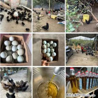 油茶园从小鸡仔开始养起的纯土鸡、土鸡蛋可以预定啦！还有前几天刚榨的纯山茶油哦 - 杭州28生活网 hz.28life.com