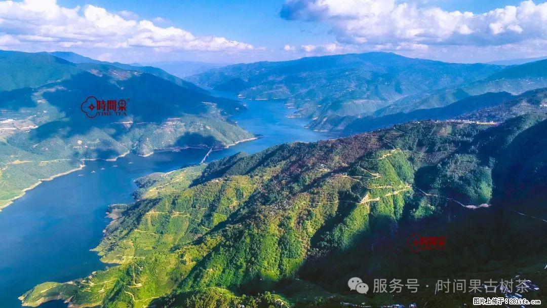 时间果百年古树龙珠普洱生茶 - 购物交流 - 杭州生活社区 - 杭州28生活网 hz.28life.com