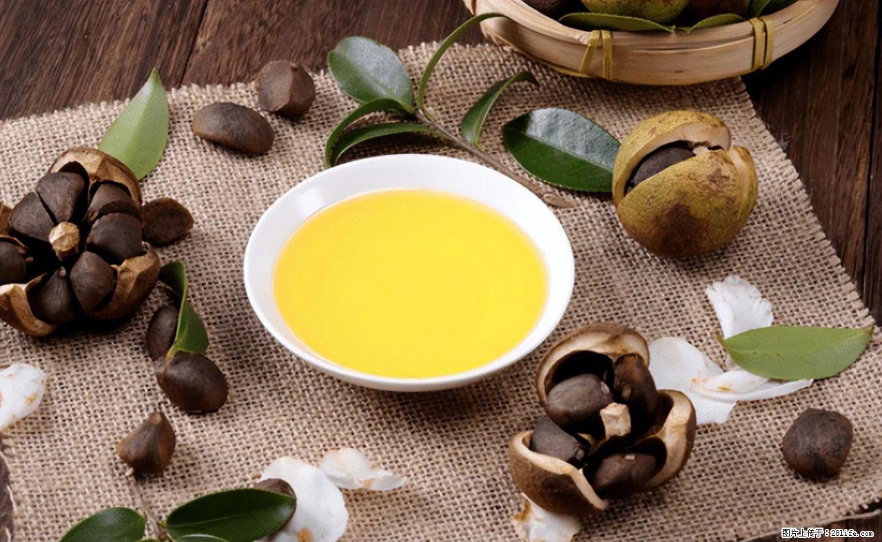 揭秘茶油的5大核心营养成分!被称为人体健康的“守护盾”! - 杭州生活资讯 - 杭州28生活网 hz.28life.com