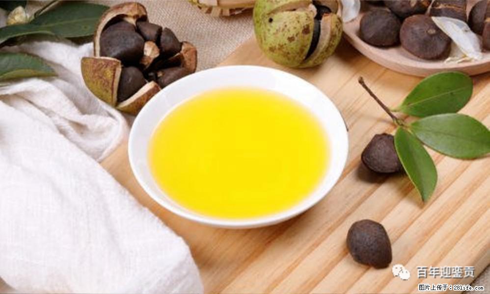 揭秘茶油的5大核心营养成分!被称为人体健康的“守护盾”! - 杭州生活资讯 - 杭州28生活网 hz.28life.com