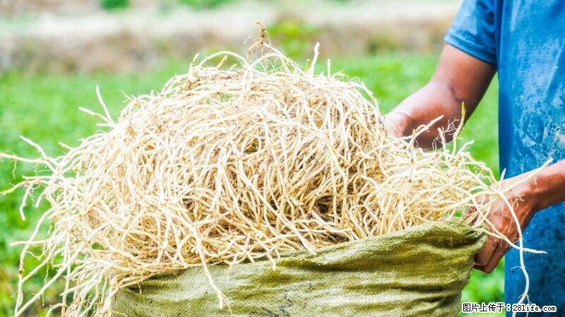 堪称“最难吃”的蔬菜,却是 “抗辐射神器”,还能护肺、清热、止咳化痰! - 杭州生活资讯 - 杭州28生活网 hz.28life.com