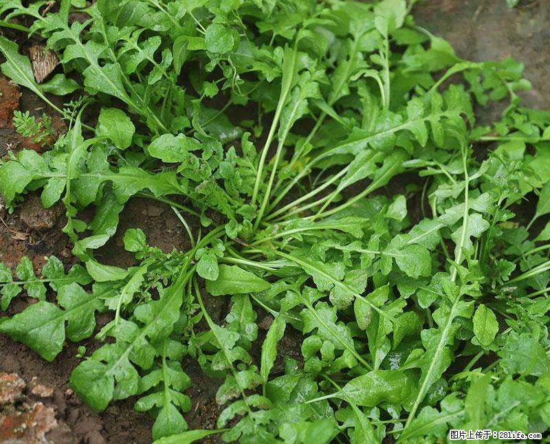 这些蔬菜是“天然钙片”，这6种被医生重点推荐 - 杭州生活资讯 - 杭州28生活网 hz.28life.com