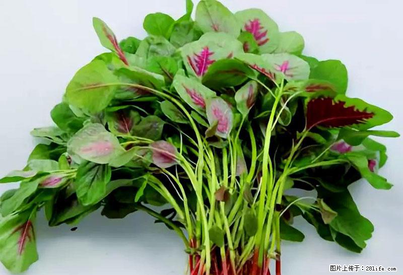 这些蔬菜是“天然钙片”，这6种被医生重点推荐 - 杭州生活资讯 - 杭州28生活网 hz.28life.com