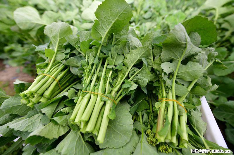 这些蔬菜是“天然钙片”，这6种被医生重点推荐 - 杭州生活资讯 - 杭州28生活网 hz.28life.com